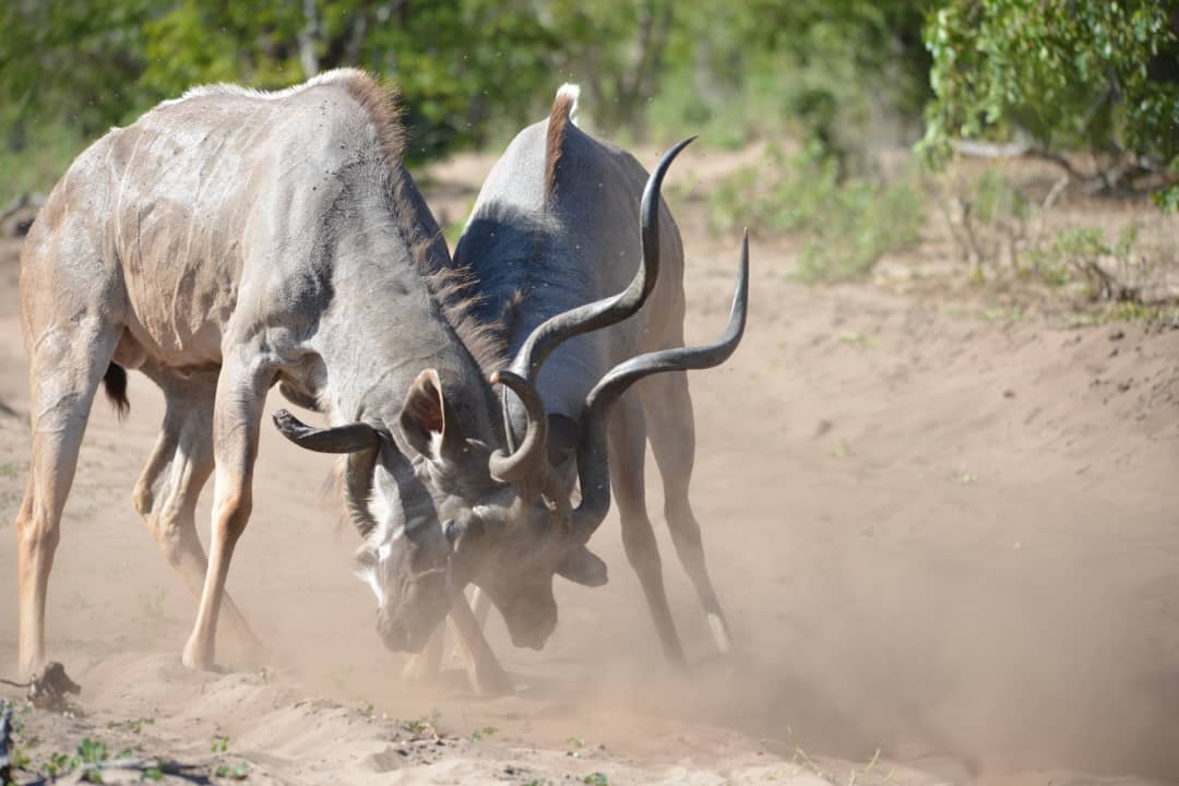 Interesting game drives Interesting game drives