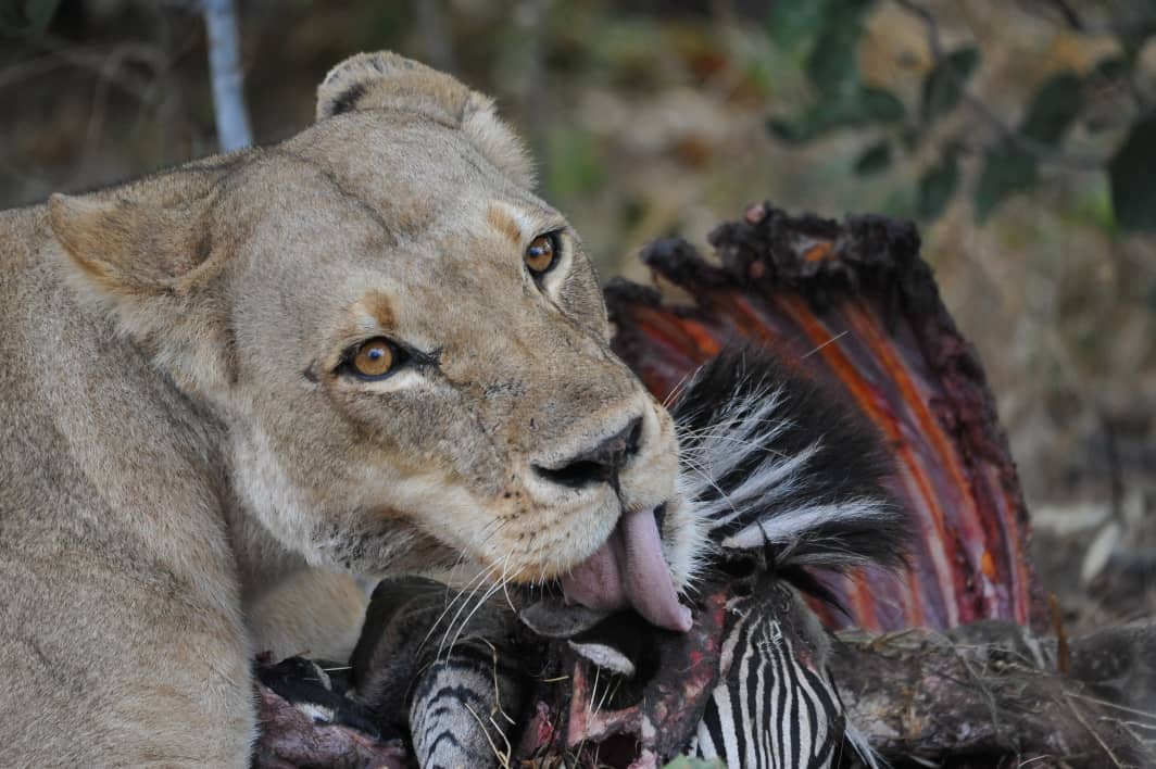 Lion kill Lion kill
