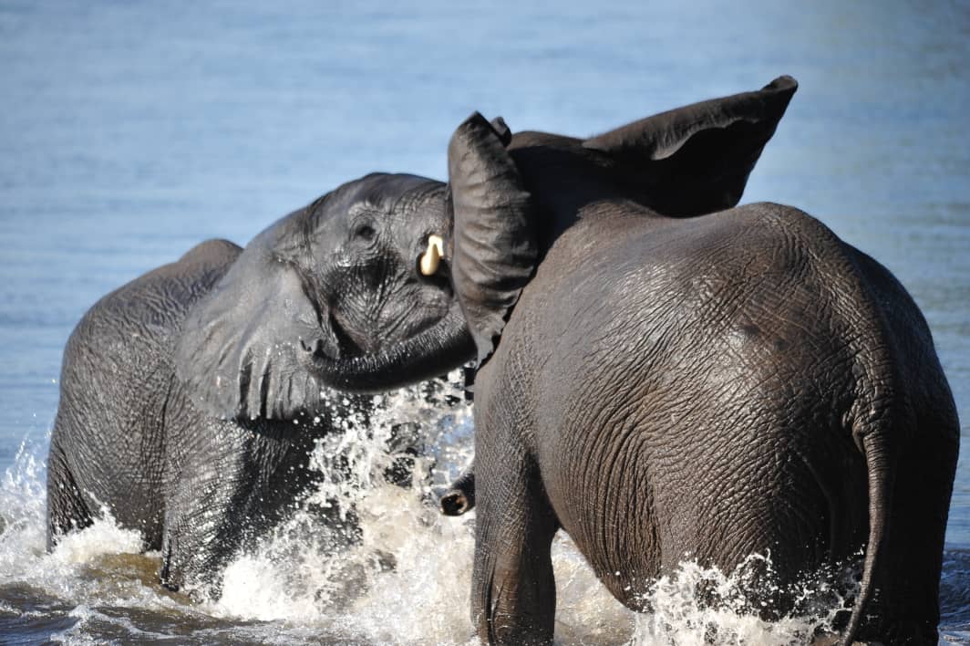elephants- in Botswana safari elephants- in Botswana safari