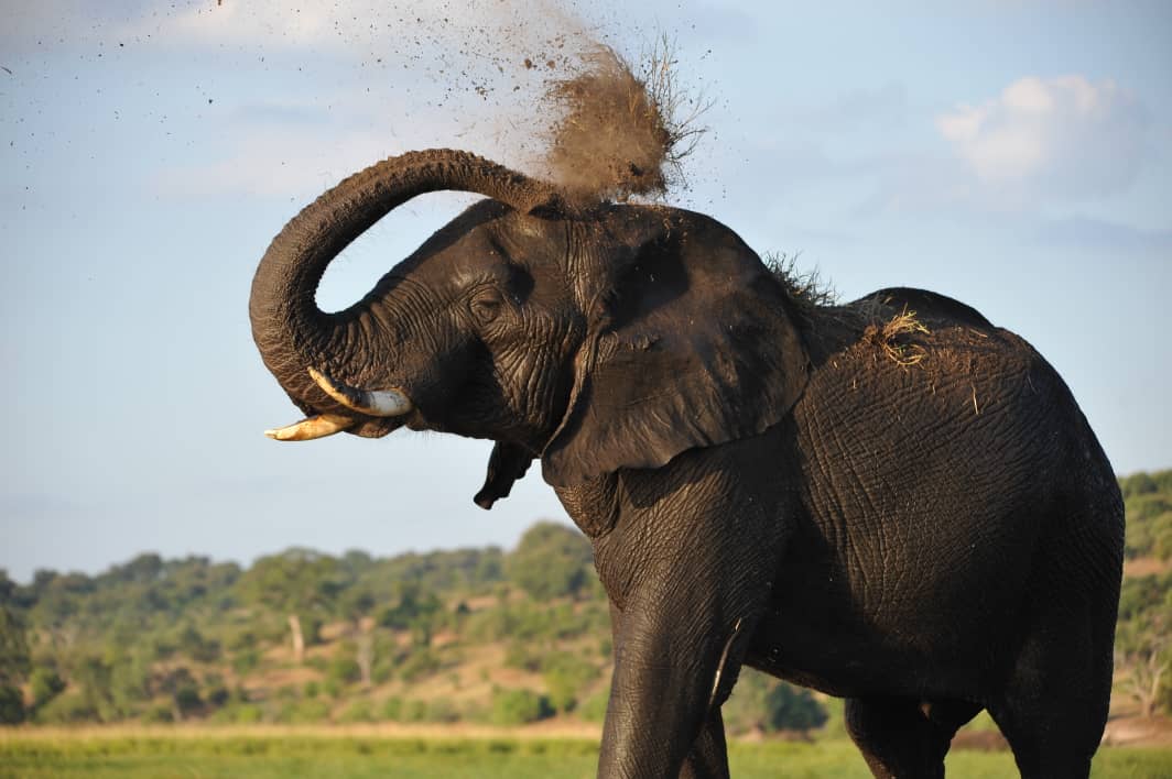 Elephant dust bath Elephant dust bath