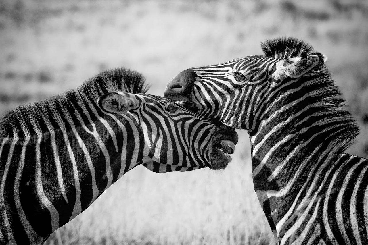 zebras-1169259_1280 zebras-1169259_1280